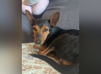 Heidi auf Familiensuche