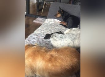 Heidi, sucht ihre passenden Menschen