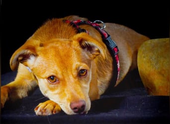 Shrimps - fröhlicher Sonnenschein