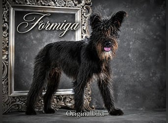 Formiga - lustiger Bursche