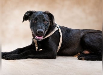 Casio - fröhlicher Bursche