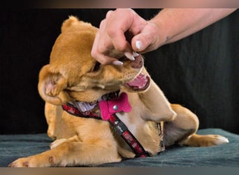 Shrimps - fröhlicher Sonnenschein