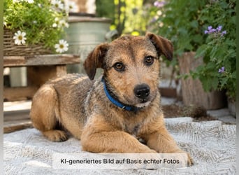 Terry - lieber Jungspund