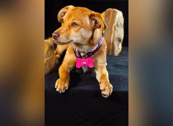 Shrimps - fröhlicher Sonnenschein