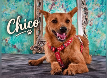 Chico – sucht ein kuscheliges Zuhause