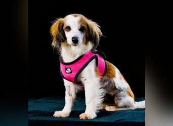 Pipoca - tapfer und liebenswert