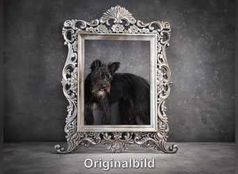 Formiga - lustiger Bursche