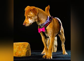 Shrimps - fröhlicher Sonnenschein