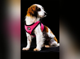 Pipoca - tapfer und liebenswert