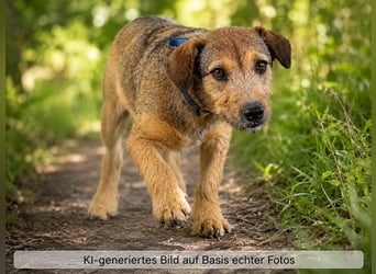Terry - lieber Jungspund