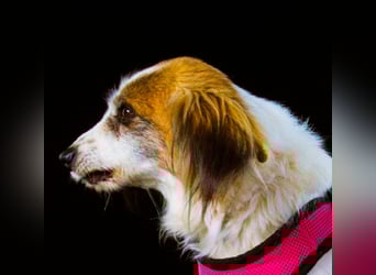 Pipoca - tapfer und liebenswert