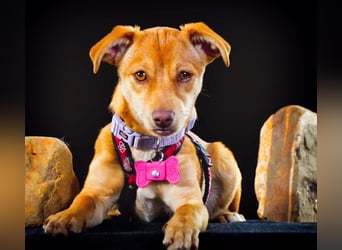 Shrimps - fröhlicher Sonnenschein