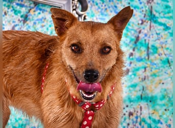 Chico – sucht ein kuscheliges Zuhause