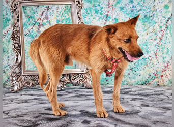 Chico – sucht ein kuscheliges Zuhause