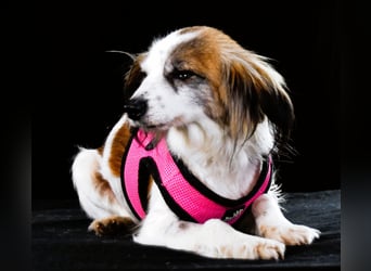 Pipoca - tapfer und liebenswert