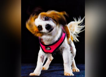 Pipoca - tapfer und liebenswert