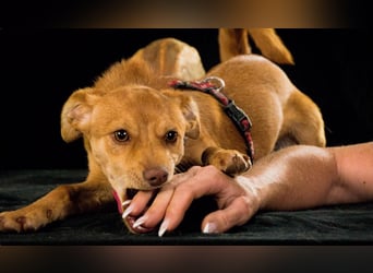 Shrimps - fröhlicher Sonnenschein