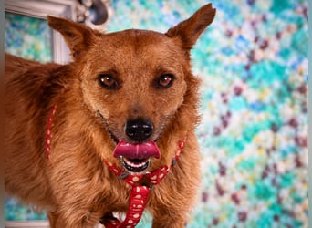 Chico – sucht ein kuscheliges Zuhause