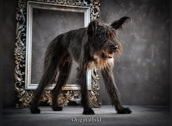 Formiga - lustiger Bursche