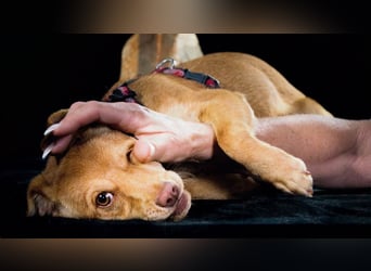 Shrimps - fröhlicher Sonnenschein