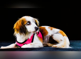 Pipoca - tapfer und liebenswert