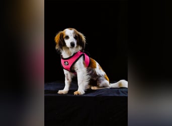 Pipoca - tapfer und liebenswert