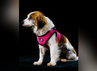 Pipoca - tapfer und liebenswert