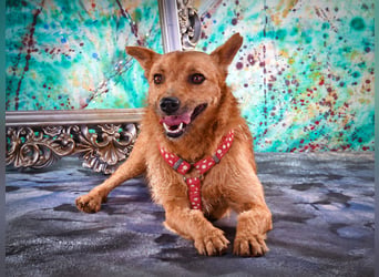 Chico – sucht ein kuscheliges Zuhause
