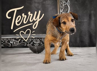 Terry - lieber Jungspund