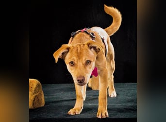 Shrimps - fröhlicher Sonnenschein