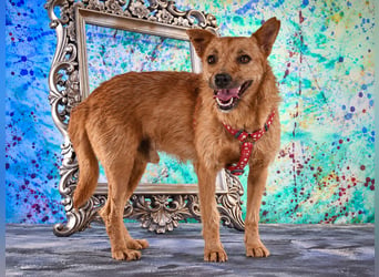 Chico – sucht ein kuscheliges Zuhause