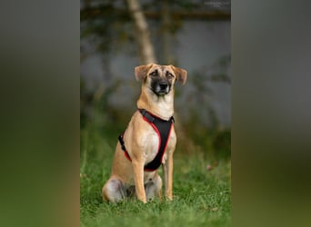 Verschmuste Lika sucht liebevolles Zuhause