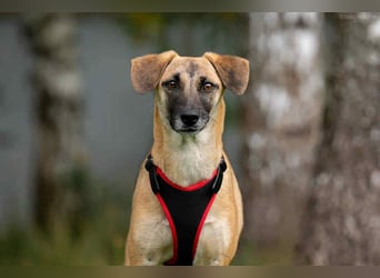 Verschmuste Lika sucht ihr Zuhause