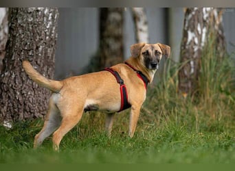 Verschmuste Lika sucht ihr Zuhause