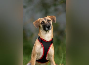 Verschmuste Lika sucht ihr Zuhause