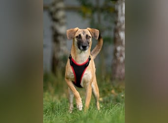 Verschmuste Lika sucht ihr Zuhause