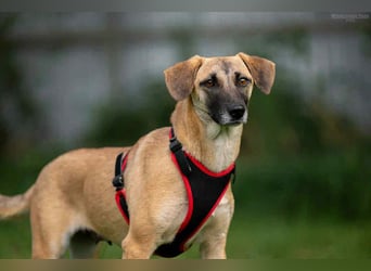 Verschmuste Lika sucht ihr Zuhause