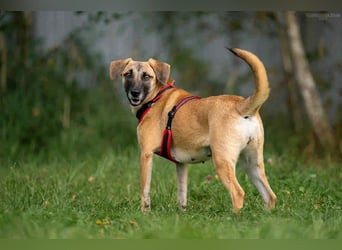 Verschmuste Lika sucht ihr Zuhause