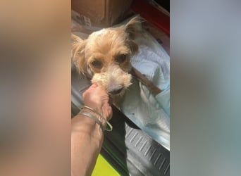 Bobita - mit 13 Jahren soll sein Leben endlich beginnen