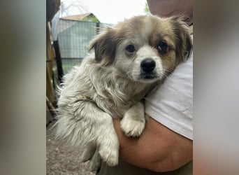 Lili, kleines Hundemädchen sucht ihr Glück
