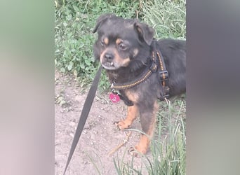 Fritzi, kleiner Hundemann auf der Suche nach dem Glück