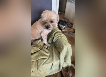 Peanuts - Zwergerl sucht Fürimmerzuhause