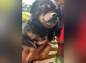 Fritzi, kleiner Hundemann auf der Suche nach dem Glück