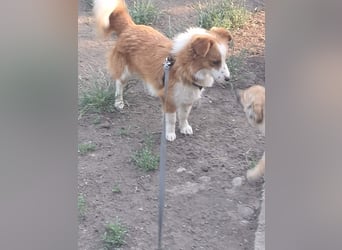 Benji, kleiner Hundemann auf der Suche nach dem Glück