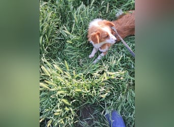 Benji, kleiner Hundemann auf der Suche nach dem Glück