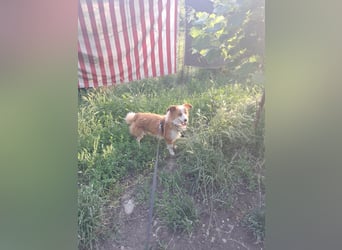 Benji, kleiner Hundemann auf der Suche nach dem Glück