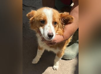 Benji, kleiner Hundemann auf der Suche nach dem Glück