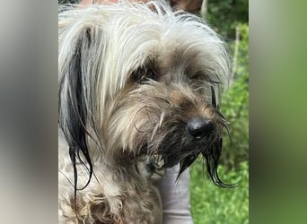 Pompom, kleines Wuschelmädchen sucht ihr Glück