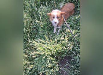 Benji, kleiner Hundemann auf der Suche nach dem Glück