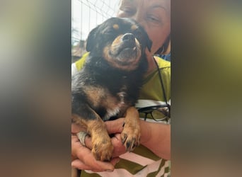 Fritzi, kleiner Hundemann auf der Suche nach dem Glück